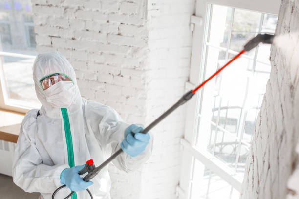 Professional Mold Removal in Frisco City, AL
