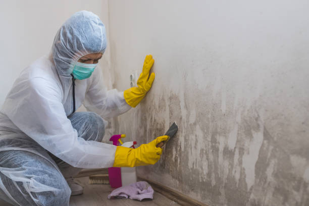 Best Mold Odor Removal Services  in Frisco City, AL