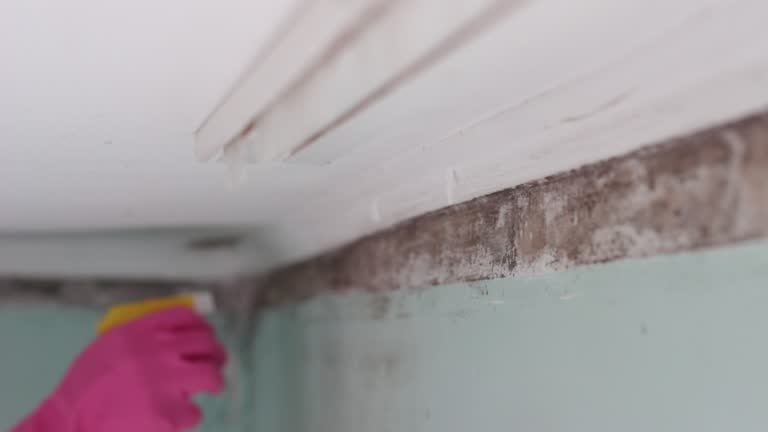 Best Dehumidification Services  in Frisco City, AL